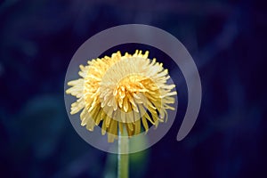 Yellow dandelion flower with diffused green grass background