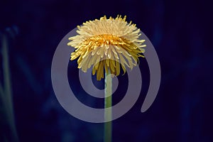 Yellow dandelion flower with diffused green grass background