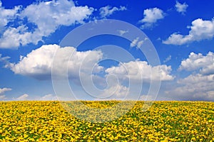 Yellow dandelion flower field .