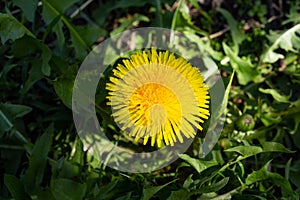 yellow dandelion flower on the field in the grass