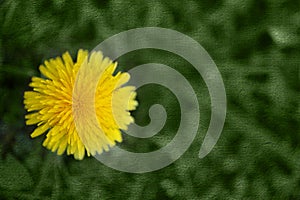 Yellow Dandelion Flower With Green Canvas Overlay Background