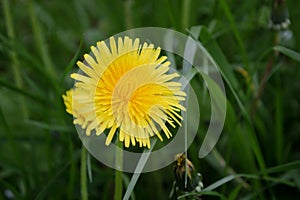 Yellow dandelion flower on green grass background