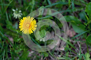 Yellow dandelion flower on green grass background, close-up