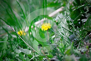 Yellow dandelion flower in green grass. Blooming spring meadow. Close up. Shallow depth of field.