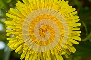 Yellow dandelion flower in green grass. Blooming spring meadow. Close-up. Shallow depth of field.