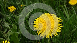 Yellow dandelion flower in green grass. Close-up. Spring Green. Spring mood