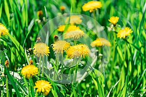 Yellow dandelion flower among green grass close-up on a sunny day