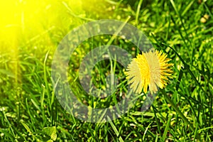 Yellow dandelion flower on green grass. natural background with sun beam