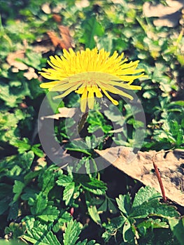 Yellow dandelion flower in a green grass by nature