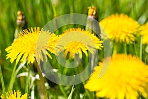 Yellow dandelion flower on green grass summer or spring meadow