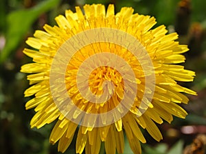 Yellow dandelion flower among green juicy grass. Spring wild flowers. The simple beauty of nature