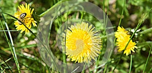 Yellow dandelion flower on a green meadow. Wide photo