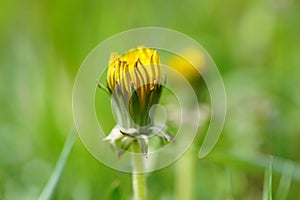 yellow dandelion flower grow in the green summer garden