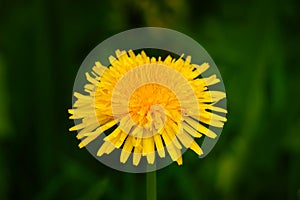 yellow dandelion flower head against a blurred green background