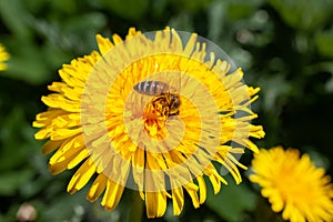 Yellow Dandelion flower with honey bee in summer