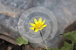 Yellow dandelion flower, macro photo