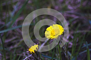 Yellow dandelion flower, macro photo