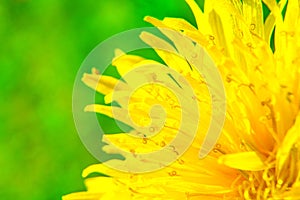 Yellow dandelion flower macro photography.