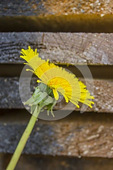 Yellow dandelion flower mother and stepmother