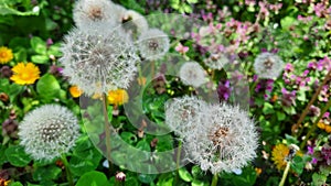 Yellow dandelion flower on spring meadow.