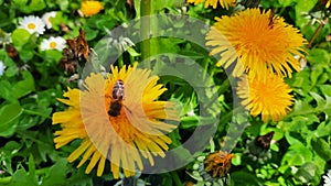 Yellow dandelion flower on spring meadow.