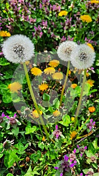 Yellow dandelion flower on spring meadow.