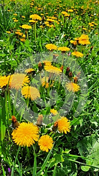 Yellow dandelion flower on spring meadow.