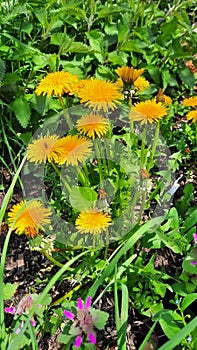 Yellow dandelion flower on spring meadow.