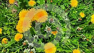 Yellow dandelion flower on spring meadow.