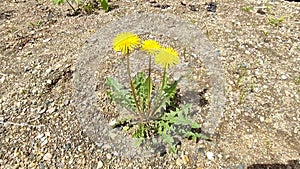 A yellow dandelion flower sways in the wind