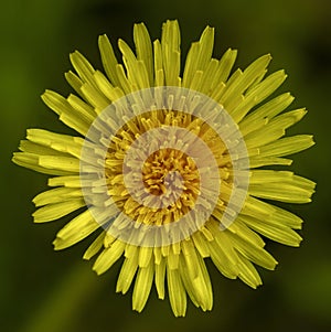 Yellow dandelion flower top view, macro close-up on a background of grass. Spring flowering.