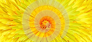 Yellow dandelion flower on a white isolated background with clipping path. Closeup. For design. Studio shot. Nature
