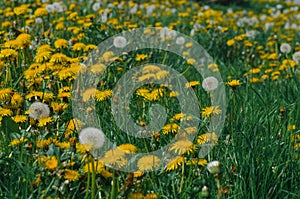 Yellow dandelion flowers on the background of green grass