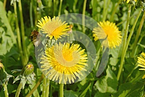 Yellow dandelion flowers on a background of green grass. Spring and summer background