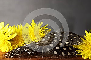 YELLOW DANDELION FLOWERS WITH BLACK AND WHITE GUINEA FOWL FEATHERS ON A TABLE TOP