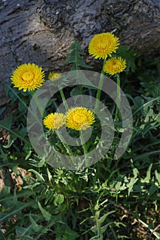 Yellow dandelion flowers blooming in May