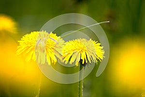 Yellow dandelion flowers in a close-up field on a blurry background