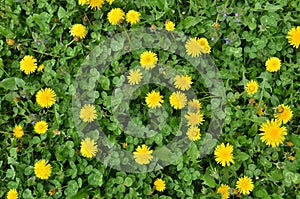 Yellow dandelion flowers among clover grass