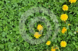 Yellow dandelion flowers among clover leaves