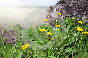 Yellow dandelion flowers - copy space for text