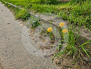 Yellow dandelion flowers at the curbstone of the road