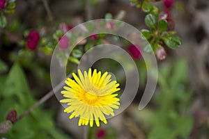 Yellow dandelion flowers. Dandelions field background on spring sunny day. Blooming dandelion.