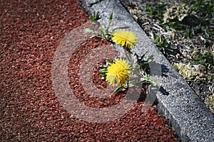 Yellow dandelion flowers on the edge of the sidewalk