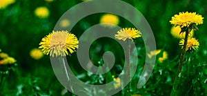 yellow dandelion flowers in the field banner