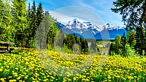 Yellow Dandelion Flowers fill a Meadow with Mount Robson