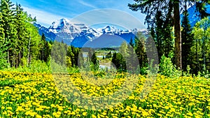 Yellow Dandelion Flowers fill a Meadow with Mount Robson in the background