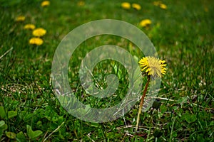 Yellow Dandelion flowers in Grass