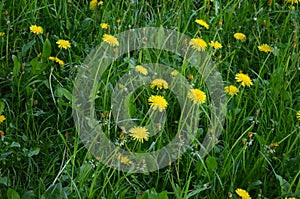 Yellow dandelion flowers between green grass.