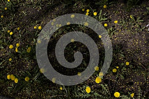 Yellow dandelion flowers on green grass as background