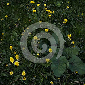 Yellow dandelion flowers on green grass as background